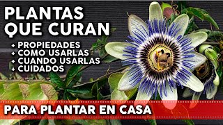 9 Plantas medicinales para tu huerta o jardín  Propiedades y Cómo utilizarlas [upl. by Maleen]