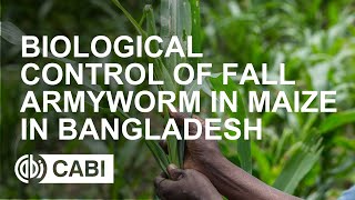 Biological Control of Fall Armyworm in Maize in Bangladesh [upl. by Ahsinahs]