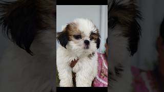 Available shihTzu female puppy in hyd Purely try colour and healthy and active puppy 7097933069 [upl. by Ahsaela]