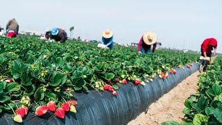 Farm Workers Grow And Pick Billions Of Strawberries In California  Strawberry Harvesting [upl. by Oicaro]