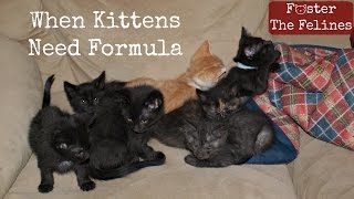 When Kittens Dont Get Enough Milk From Mom 😺 Formula amp Fleas Foster Litter 15 [upl. by Oterol426]