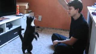 Clickertraining mit Katze  geniale Tricks  Katzentraining  Cat training [upl. by Harlie315]