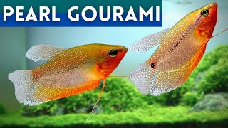 Pearl Gourami Health Keeping Your Fish in Top Condition  Trichopodus leerii [upl. by Mairym]