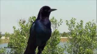 Boattailed Grackle Sounds Off [upl. by Trevlac]