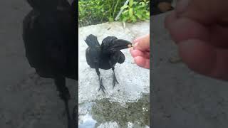 The puzzling behavior of two crows83 crows shorts funny birds [upl. by Hosfmann54]