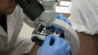 Asbestos testing with Polarizing Light Microscope [upl. by Airrehs]