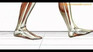 Advanced Biomechanics Overpronation Animation [upl. by Carolan]