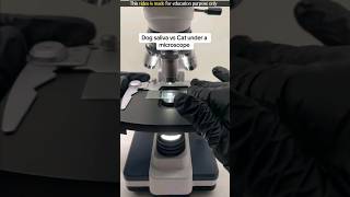 Dog Saliva in Microscope [upl. by Sessylu]