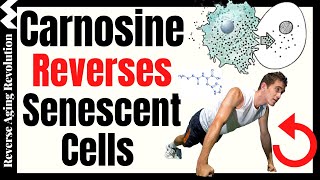 Carnosine Reverses Senescent Cells amp Increases Muscle Strength [upl. by Yxor]