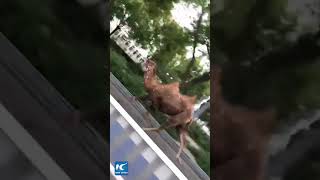 Camel breaks loose galloping on streets of Langfang China [upl. by Lacim]