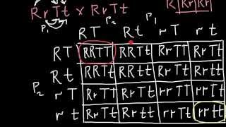 How to solve plant selection problem  dihybrid and test cross [upl. by Rennane]