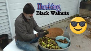 Harvesting Black Walnuts [upl. by Atnwahs126]