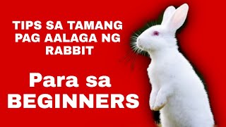 TIPS SA TAMANG PAG AALAGA NG RABBIT FOR BEGINNERS [upl. by Cahn]