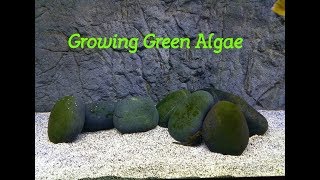 How To Grow Green Algae in Your Aquarium if you want it [upl. by Rob]