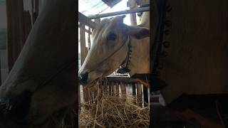 Cow eating straw in the evening cow grazing animalfarming animals wildlife cattle farming [upl. by Ylrrad]