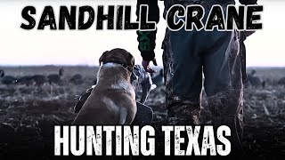 Hunting Sandhill Cranes in Texas CRAZY [upl. by Blessington]