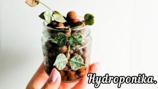 Moja uprawa hydroponiczna 🌿💧czyli jak to wygląda w Wiedźmim Lesie 🌱  Hydroponika [upl. by Tepper]