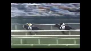 Secretariats Progeny Win the Belmont Stakes [upl. by Bradway288]