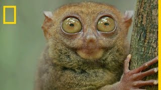 Le tarsier des Philippines est le plus petit primate au monde [upl. by Alexandre]