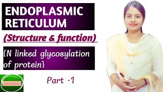 Endoplasmic reticulum  Structure amp Function  N linked glycosylation of protein  By Onee gupta [upl. by Bartolemo]