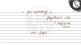 Amphiblastula is larva of a Leucosolenia b Sycon c Both a and b [upl. by Britney]