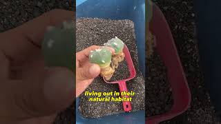 Planting Lophophora koehresii cactus from cultivation to imitate habitat 🤓🌵 [upl. by Woodman]