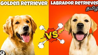 Golden Retriever vs Labrador Retriever Which Best pros and cons and lab difference And comparison [upl. by Ynaffets15]