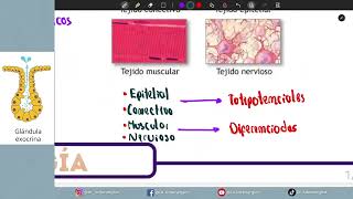 HISTOLOGÍA  TEJIDO EPITELIAL [upl. by Erdeid]