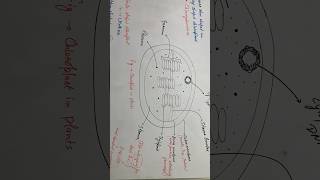 Chloroplast neet 11thbiology ncert chloroplast [upl. by Brandais245]