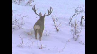 Utah Mule Deer 2001 Governors Tag  MossBack [upl. by Oakie]