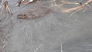 Beaver SnaringOtter Trapping demo at Illinois convention billingsleybrandlures [upl. by Cade]