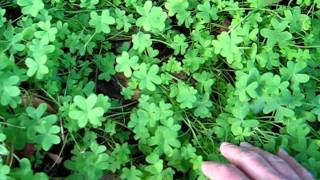 ♣ How to grow a four leaf clover ♣ 🍀🍀🍀🍀 [upl. by Neufer792]