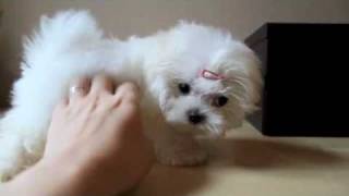 Teacup Maltese Puppy [upl. by Cosette]