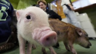 Watch Take a look inside the adorable Japanese cafe where you can cuddle with micro pigs [upl. by Athene]