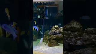 Mbuna cichlids in 20 gallon tank shortsfeed cichlids aquascape cichlidtank foryou easeon [upl. by Leugimesoj776]