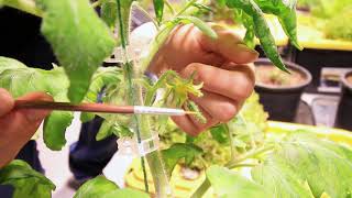 5 Ways To Hand Pollinate Tomatoes for Great Success [upl. by Anila]