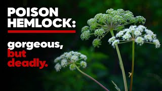 Are These Deadly Plants Growing in Your Yard  Poison Hemlock amp Water Hemlock [upl. by Kirkpatrick]