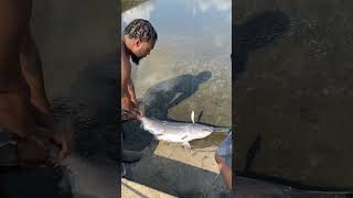 spoonbill caught in oklahoma river [upl. by Brewer]