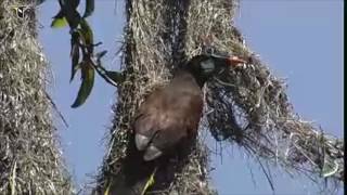 The Montezuma Oropendolas Hanging Nest [upl. by Rehtaeh]