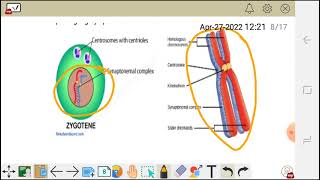 Cell division meiosis 1 prophase Ileptotene Zygotenepachytene diplotene and diakinesis [upl. by Liam]