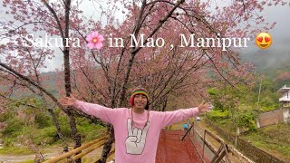 Most unexpected Destination 😍🌸Sakura in Mao Manipur [upl. by Sheffield]