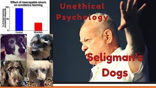 Unethical Psychology Learned Helplessness and Seligmans Dogs [upl. by Nolyk]