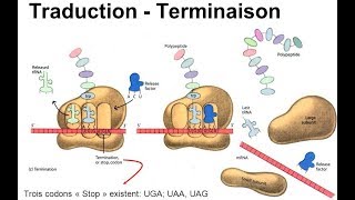 هآآم جدا Traduction terminaison [upl. by Ssyla]