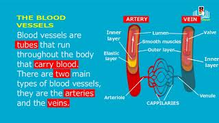 the circulatory system [upl. by Dahs170]