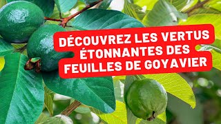 Les incroyables bienfaits des feuilles de goyavier [upl. by Steiner]