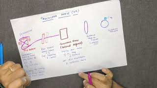 TROCHLEAR NERVECRANIAL NERVE IV  COURSE AND DISTRIBUTION DIAGRAM IN TAMIL [upl. by Huberty]