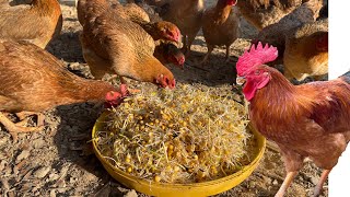 Cheap foods that are great for free range chickens  Chicken farm [upl. by Lacram289]