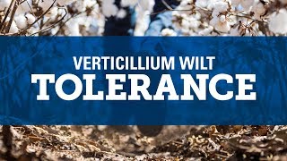 Understanding Verticillium Wilt [upl. by Gatian]