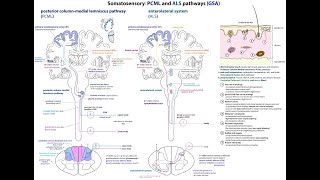 Exemplar Neuroscience L050 PCML o ALS [upl. by Lebatsirhc]