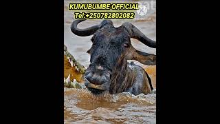 🛑 WATCH THIS GREATER ESCAPE OF WILDEBEEST TO THE CROCODILE africonwildline [upl. by Aneel]